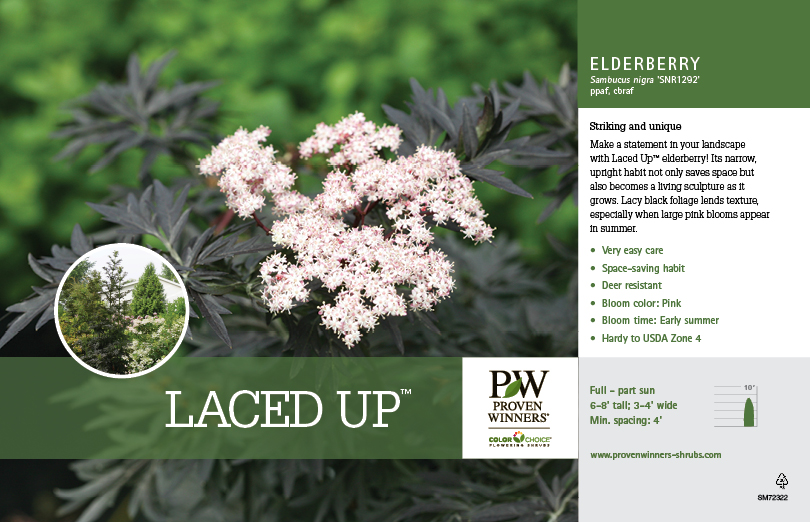 Laced Up® Sambucus Benchcard - Spring Meadow Nursery